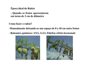 Época ideal do Raleio
 - Quando os frutos apresentarem
 em torno de 2 cm de diâmetro

Como fazer o raleio?
-Manualmente deixando-se um espaço de 8 a 10 cm entre frutos
- Raleantes químicos: ANA, GA3, Ethefon (efeito hormonal)
 