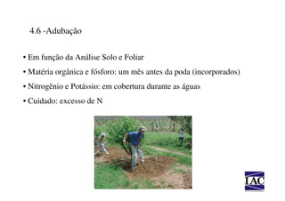 4.6 -Adubação

• Em função da Análise Solo e Foliar
• Matéria orgânica e fósforo: um mês antes da poda (incorporados)
• Nitrogênio e Potássio: em cobertura durante as águas
• Cuidado: excesso de N
 