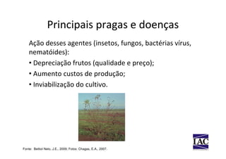 Principais pragas e doenças
    Ação desses agentes (insetos, fungos, bactérias vírus,
    nematóides):
    • Depreciação frutos (qualidade e preço);
    • Aumento custos de produção;
    • Inviabilização do cultivo.




Fonte: Bettiol Neto, J.E., 2009; Fotos: Chagas, E.A., 2007.
 