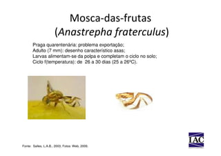 Mosca-das-frutas
                      (Anastrepha fraterculus)
       Praga quarentenária: problema exportação;
       Adulto (7 mm): desenho característico asas;
       Larvas alimentam-se da polpa e completam o ciclo no solo;
       Ciclo f(temperatura): de 26 a 30 dias (25 a 26ºC).




Fonte: Salles, L.A.B., 2003; Fotos: Web, 2009.
 