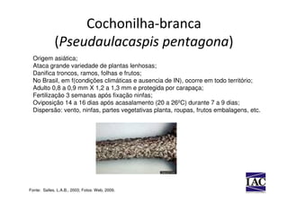 Cochonilha-branca
             (Pseudaulacaspis pentagona)
  Origem asiática;
  Ataca grande variedade de plantas lenhosas;
  Danifica troncos, ramos, folhas e frutos;
  No Brasil, em f(condições climáticas e ausencia de IN), ocorre em todo território;
  Adulto 0,8 a 0,9 mm X 1,2 a 1,3 mm e protegida por carapaça;
  Fertilização 3 semanas após fixação ninfas;
  Oviposição 14 a 16 dias após acasalamento (20 a 26ºC) durante 7 a 9 dias;
  Dispersão: vento, ninfas, partes vegetativas planta, roupas, frutos embalagens, etc.




Fonte: Salles, L.A.B., 2003; Fotos: Web, 2009.
 