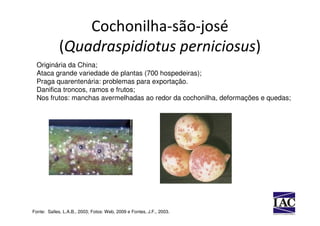 Cochonilha-são-josé
             (Quadraspidiotus perniciosus)
  Originária da China;
  Ataca grande variedade de plantas (700 hospedeiras);
  Praga quarentenária: problemas para exportação.
  Danifica troncos, ramos e frutos;
  Nos frutos: manchas avermelhadas ao redor da cochonilha, deformações e quedas;




Fonte: Salles, L.A.B., 2003; Fotos: Web, 2009 e Fontes, J.F., 2003.
 
