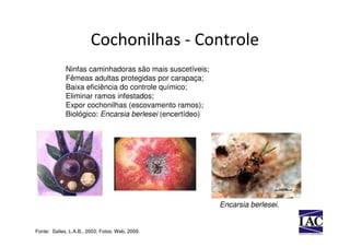 Cochonilhas - Controle
             Ninfas caminhadoras são mais suscetíveis;
             Fêmeas adultas protegidas por carapaça;
             Baixa eficiência do controle químico;
             Eliminar ramos infestados;
             Expor cochonilhas (escovamento ramos);
             Biológico: Encarsia berlesei (encertídeo)




                                                         Encarsia berlesei.


Fonte: Salles, L.A.B., 2003; Fotos: Web, 2009.
 