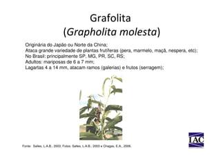 Grafolita
                             (Grapholita molesta)
  Originária do Japão ou Norte da China;
  Ataca grande variedade de plantas frutíferas (pera, marmelo, maçã, nespera, etc);
  No Brasil: principalmente SP, MG, PR, SC, RS;
  Adultos: mariposas de 6 a 7 mm;
  Lagartas 4 a 14 mm, atacam ramos (galerias) e frutos (serragem);




Fonte: Salles, L.A.B., 2003; Fotos: Salles, L.A.B., 2003 e Chagas, E.A., 2008.
 