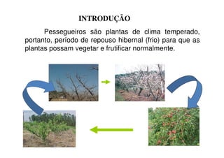 INTRODUÇÃO
      Pessegueiros são plantas de clima temperado,
portanto, período de repouso hibernal (frio) para que as
plantas possam vegetar e frutificar normalmente.
 