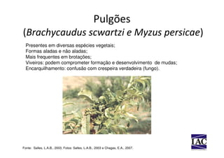 Pulgões
(Brachycaudus scwartzi e Myzus persicae)
  Presentes em diversas espécies vegetais;
  Formas aladas e não aladas;
  Mais frequentes em brotações;
  Viveiros: podem comprometer formação e desenvolvimento de mudas;
  Encarquilhamento: confusão com crespeira verdadeira (fungo).




Fonte: Salles, L.A.B., 2003; Fotos: Salles, L.A.B., 2003 e Chagas, E.A., 2007.
 