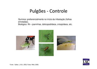 Pulgões - Controle
             Químico: preferencialmente no início da infestação (folhas
             enroladas).
             Biológico: IN – joaninhas, dolicopodídeos, crisopídeos, etc.




Fonte: Salles, L.A.B., 2003; Fotos: Web, 2009.
 
