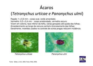 Ácaros
  (Tetranychus urticae e Panonychus ulmi)
  Rajado: 1 x 0,6 mm – corpo oval, verde amarelado;
  Vermelho: 0,5 x 0,4 mm - corpo arredondado, vermelho escuro;
  Vivem em colonia, face inferior da folha, várias gerações até queda das folhas;
  Amarelecimento ao longo da nervura central e bronzeamento das folhas;
  Geralmente, insetidas usados no controle de outras pragas reduzem incidência.




        Tetranychus urticae                           Panonychus ulmi


Fonte: Salles, L.A.B., 2003; Fotos: Web, 2009.
 