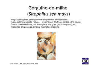 Gorgulho-do-milho
                            (Sitophilus zea mays)
  Praga cosmopolita, principalmente em produtos armazenados;
  Praga potencial: região Pelotas – presente em 8% frutos caídos e 6% planta;
  Danos: queda de frutos, má formação e infecções (podridão parda), etc.
  Presentes em pessego, ameixa, marmelo e macieira.




Fonte: Salles, L.A.B., 2003; Fotos: Web, 2009.
 