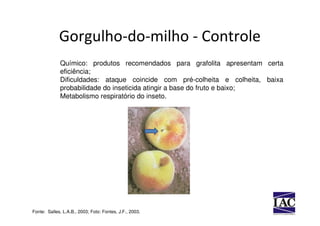 Gorgulho-do-milho - Controle
             Químico: produtos recomendados para grafolita apresentam certa
             eficiência;
             Dificuldades: ataque coincide com pré-colheita e colheita, baixa
             probabilidade do inseticida atingir a base do fruto e baixo;
             Metabolismo respiratório do inseto.




Fonte: Salles, L.A.B., 2003; Foto: Fontes, J.F., 2003.
 