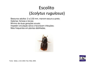 Escolito
                                (Scolytus rugulosus)
  Besouros adultos: 2 a 2,50 mm, marrom-escuro a preto;
  Galerias: femeas e larvas;
  Mínimo de duas gerações anuais;
  Impeden circulação seiva e favorecem infecções;
  Mais frequentes em plantas debilitadas.




Fonte: Salles, L.A.B, 2003; Foto: Web, 2009.
 