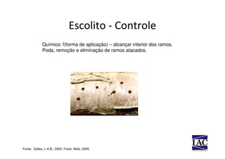 Escolito - Controle
             Químico: f(forma de aplicação) – alcançar interior dos ramos.
             Poda, remoção e eliminação de ramos atacados.




Fonte: Salles, L.A.B., 2003; Fotos: Web, 2009.
 
