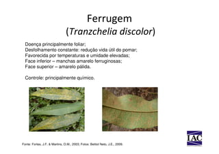 Ferrugem
                                (Tranzchelia discolor)
  Doença principalmente foliar;
  Desfolhamento constante: redução vida útil do pomar;
  Favorecida por temperaturas e umidade elevadas;
  Face inferior – manchas amarelo ferruginosas;
  Face superior – amarelo pálida.

  Controle: principalmente químico.




Fonte: Fortes, J.F. & Martins, O.M., 2003; Fotos: Bettiol Neto, J.E., 2009.
 