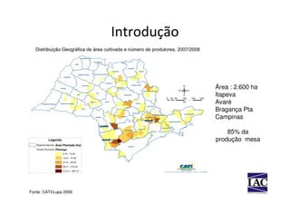 Introdução


                                     Área : 2.600 ha
                                     Itapeva
                                     Avaré
                                     Bragança Pta
                                     Campinas

                                         85% da
                                     produção mesa




Fonte: CATI/Lupa 2009
 