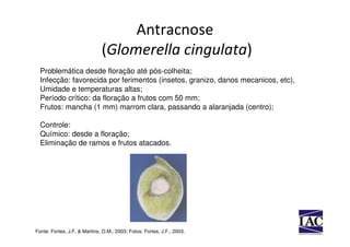 Antracnose
                              (Glomerella cingulata)
  Problemática desde floração até pós-colheita;
  Infecção: favorecida por ferimentos (insetos, granizo, danos mecanicos, etc),
  Umidade e temperaturas altas;
  Período crítico: da floração a frutos com 50 mm;
  Frutos: mancha (1 mm) marrom clara, passando a alaranjada (centro);

  Controle:
  Químico: desde a floração;
  Eliminação de ramos e frutos atacados.




Fonte: Fortes, J.F. & Martins, O.M., 2003; Fotos: Fortes, J.F., 2003.
 