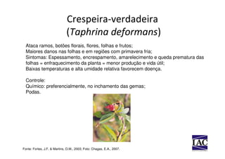 Crespeira-verdadeira
                              (Taphrina deformans)
  Ataca ramos, botões florais, flores, folhas e frutos;
  Maiores danos nas folhas e em regiões com primavera fria;
  Sintomas: Espessamento, encrespamento, amarelecimento e queda prematura das
  folhas = enfraquecimento da planta = menor produção e vida útil;
  Baixas temperaturas e alta umidade relativa favorecem doença.

  Controle:
  Químico: preferencialmente, no inchamento das gemas;
  Podas.




Fonte: Fortes, J.F. & Martins, O.M., 2003; Foto: Chagas, E.A., 2007.
 