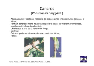 Cancros
                                    (Phosmopsis amygdali )
  Ataca grande n°espécies, necessita de lesões: ramos (mais comum e danosos) e
  folhas;
  Formam cancros e morte na porção superior á lesão, cor marrom avermelhada,
  murchamento folhas (bandeirolas);
  UR elevada e 27 a 29°C favorecem fungo.
  Controle:
  Químico: preferencialmente, durante queda das folhas;
  Podas.




Fonte: Fortes, J.F. & Martins, O.M., 2003; Fotos: Fortes, J.F. , 2003.
 