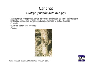Cancros
                             (Botryosphaeria dothidea (2))
  Ataca grande n°espécies(ramos e troncos, lesionados ou não – estômatos e
  lenticelas); morte dos ramos; exudação = gomose (= outros fatores).
  Controle:
  Químico: tratamento inverno;
  Podas.




Fonte: Fortes, J.F. & Martins, O.M., 2003; Foto: Fortes, J.F. , 2003.
 