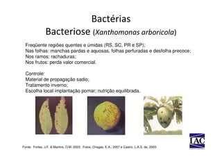 Bactérias
                Bacteriose (Xanthomonas arboricola)
  Freqüente regiões quentes e úmidas (RS, SC, PR e SP);
  Nas folhas: manchas pardas e aquosas, folhas perfuradas e desfolha precoce;
  Nos ramos: rachaduras;
  Nos frutos: perda valor comercial.

  Controle:
  Material de propagação sadio;
  Tratamento inverno;
  Escolha local implantação pomar; nutrição equilibrada.




Fonte: Fortes, J.F. & Martins, O.M. 2003; Fotos: Chagas, E.A., 2007 e Castro, L.A.S. de, 2003.
 
