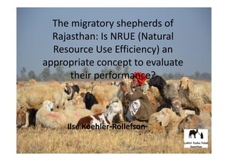 The migratory shepherds of
Rajasthan: Is NRUE (Natural
Resource Use Efficiency) an
appropriate concept to evaluate
their performance?
The migratory shepherds of
Rajasthan: Is NRUE (Natural
Resource Use Efficiency) an
appropriate concept to evaluate
their performance?
Ilse Koehler-Rollefson
 