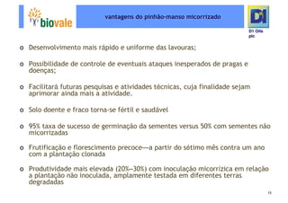 Microsoft Power Point   Programa De Pesquisa Em Rede Bio Vale]D1 Oils