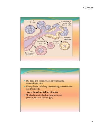 07/12/2019
3
 The acini and the ducts are surrounded by
myoepithelial cells.
 Myoepithelial cells help in squeezing the secretions
into the mouth.
Nerve Supply of Salivary Glands
 All glands receive both sympathetic and
parasympathetic nerve supply
 