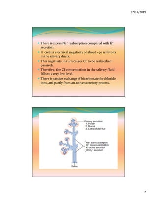 07/12/2019
7
 There is excess Na+ reabsorption compared with K+
secretion.
 It creates electrical negativity of about −70 millivolts
in the salivary ducts.
 This negativity in turn causes Cl- to be reabsorbed
passively.
 Therefore, the Cl- concentration in the salivary fluid
falls to a very low level.
 There is passive exchange of bicarbonate for chloride
ions, and partly from an active secretory process.
 