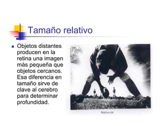 Tamaño relativo
Objetos distantes
producen en la
retina una imagen
más pequeña que
objetos cercanos.
Esa diferencia en
tamaño sirve de
clave al cerebro
para determinar
profundidad.
 