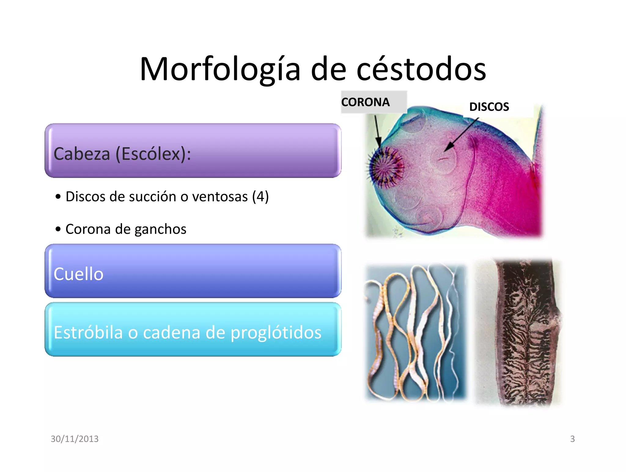 Microsoft power point vii parasitologia | PDF