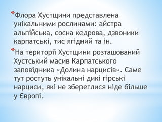 *Флора Хустщини представлена
унікальними рослинами: айстра
альпійська, сосна кедрова, дзвоники
карпатські, тис ягідний та ін.
*На території Хустщини розташований
Хустський масив Карпатського
заповідника «Долина нарцисів». Саме
тут ростуть унікальні дикі гірські
нарциси, які не збереглися ніде більше
у Європі.
 