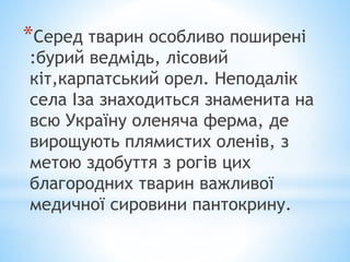 *Серед тварин особливо поширені
:бурий ведмідь, лісовий
кіт,карпатський орел. Неподалік
села Іза знаходиться знаменита на
всю Україну оленяча ферма, де
вирощують плямистих оленів, з
метою здобуття з рогів цих
благородних тварин важливої
медичної сировини пантокрину.
 