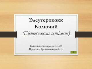 Элеутерококк
Колючий
(Eleuterococcus senticosus)
Выполнил: Козырев А.Е. 3603
Проверил: Гречишникова А.Ю.
 