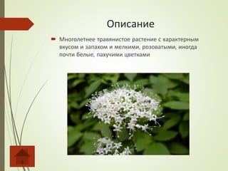 Описание
 Многолетнее травянистое растение с характерным
вкусом и запахом и мелкими, розоватыми, иногда
почти белые, пахучими цветками
 