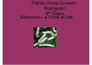 Flame (Fiona Crossen
            RodrÄguez)
             4th Class
Silkworms – a Circle of Life
 