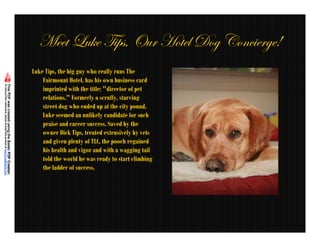 `xxà _â~x g|Ñá? bâÜ [ÉàxÄ WÉz VÉÇv|xÜzx4
Luke Tips, the big guy who really runs The
    Fairmount Hotel, has his own business card
    imprinted with the title: "director of pet
    relations." Formerly a scruffy, starving
    street dog who ended up at the city pound,
    Luke seemed an unlikely candidate for such
    praise and career success. Saved by the
    owner Dick Tips, treated extensively by vets
    and given plenty of TLC, the pooch regained
    his health and vigor and with a wagging tail
    told the world he was ready to start climbing
    the ladder of success.
 