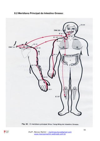 66
Profº. Marcos Martini – martinipuntura@gmail.com
www.marcosmartini.webnode.com.br
8.2 Meridiano Principal do Intestino Grosso:
 