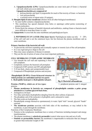 A. Lipopolysaccharide (LPS): Lipopolysaccharides are outer most part of Gram (-) bacterial
cell wall, which acts as an endotoxin.
Lipopolysaccharides,are composed of:
o polysaccharides and lipid A (responsible for much of the toxicity of Gram -ve bacteria)
o core polysaccharide
o a terminal series of repeat units ( O antigen).
B. Phospho-lipid of outer membrane (distinct from all other biological membranes):
• Its outer leaflet contains a lipopolysaccharides.
• This membrane has special channels (tiny holes or openings) called porins (consisting of
protein molecules).
• Porins block the entrance of harmful chemicals and antibiotics, making Gram-ve bacteria much
more difficult to treat than Gram+ve cells.
C. Lipoprotein: It cross-link the outer membrane and peptidoglycan layers.
2. PEPTIDOGLYCAN LAYER (Thin inner layer): Peptidoglycan makes up only 5 – 20%
of the cell wall and is not the outermost layer, but lies between the plasma membrane and an
outer membrane.
Primary function of the bacterial cell wall:
• To prevent the cell from expanding and eventually rupture or osmotic lysis of the cell protoplast.
• It is very rigid and gives shape to the cell.
• They may cause symptoms of disease in animals.
• They are the site of action of some of our most important antibiotics.
CELL MEMBRANE/ CYTOPLASMIC MEMBRANE
• Lies beneath the cell wall and separating it from the
cell cytoplasm.
• Completely encloses the bacterial cell protoplast
• Composed of 60% protein and 40% phospholipid
• 5-10 nm thick, elastic and semipermeable layer
• Composed of Phospholipid, proteins and enzymes
.Phospholipid (20-30%): Form bi-layered structure in
which proteins are embedded and has two parts:
1. Hydrophilic head part 2. Hydrophobic tail part.
Proteins (70-80%), which are of two types: 1. peripheral proteins and 2, integral
proteins
• Plasma membranes in bacteria are composed of phospholipids contains a polar group
attached to a 3 carbon glycerol back bone.
• Arranged as a bi-layer
• Two fatty acid chains (hydrophobic) dangling from the other carbons of glycerol.
• The phosphate end of the molecule is hydrophilic and is attracted to water.
• The fatty acids are hydrophobic.
• Phospholipids arrange themselves spontaneously in water: lipid “tails” inward; glycerol “heads”
outward.
• The membrane proteins associate with both sides of the membrane, or may imbed in the
membrane, or pass through the membrane.
Functions of the Cytoplasmic Membrane
• Proteins in the cytoplasmic membrane have a variety of functions including transport and energy
transformations.
• The plasma membrane is selectively permeable (control what moves into and out of cell).
• Osmotic or permeability barrier: the membrane is impermeable to molecules that are charged
or greater than molecular weight of 100
 
