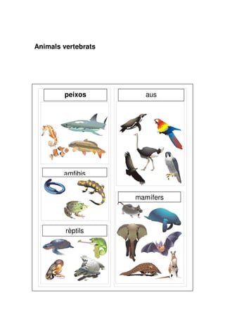Animals vertebrats

peixos

aus

amfibis
mamífers

rèptils

 