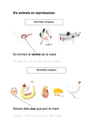 Els animals es reprodueixen
Animals vivípars

Es formen al ventre de la mare
Es formen al ventre de la mare
Animals ovípars

Neixen dels ous que pon la mare
Neixen dels ous que pon la mare

 
