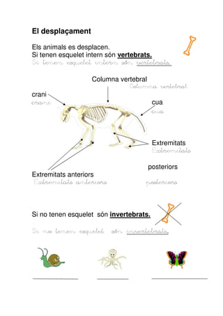 El desplaçament
Els animals es desplacen.
Si tenen esquelet intern són vertebrats.
vertebrats.
Si tenen esquelet intern són vertebrats.
Columna vertebral
crani
crani

Columna vertebral

cua
cua

Extremitats
Extr
Extremitats
Extremitats anteriors
Extremitats anteriors

posteriors
posteriors

Si no tenen esquelet són invertebrats.
Si no tenen esquelet

invertebrats.
són invertebrats.

 