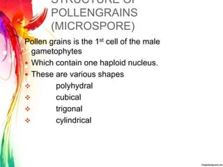 STRUCTURE OF
POLLENGRAINS
(MICROSPORE)
Pollen grains is the 1st cell of the male
gametophytes
 Which contain one haploid nucleus.
 These are various shapes
 polyhydral
 cubical
 trigonal
 cylindrical
 