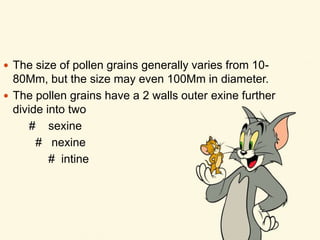  The size of pollen grains generally varies from 10-
80Mm, but the size may even 100Mm in diameter.
 The pollen grains have a 2 walls outer exine further
divide into two
# sexine
# nexine
# intine
 