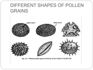 DIFFERENT SHAPES OF POLLEN
GRAINS
 