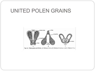 UNITED POLEN GRAINS
 