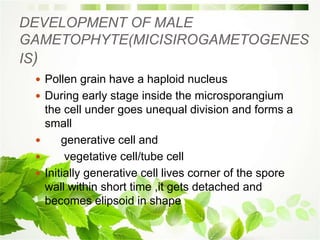 DEVELOPMENT OF MALE
GAMETOPHYTE(MICISIROGAMETOGENES
IS)
 Pollen grain have a haploid nucleus
 During early stage inside the microsporangium
the cell under goes unequal division and forms a
small
 generative cell and
 vegetative cell/tube cell
 Initially generative cell lives corner of the spore
wall within short time ,it gets detached and
becomes elipsoid in shape
 