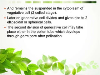  And remains the suspended in the cytoplasm of
vegetative cell (2 celled stage).
 Later on generative cell divides and gives rise to 2
ellipsoidal or spherical cells.
 The second division of generative cell may take
place either in the pollen tube which develops
through germ pore after polination
 