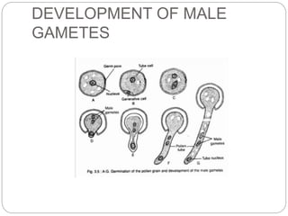 DEVELOPMENT OF MALE
GAMETES
 
