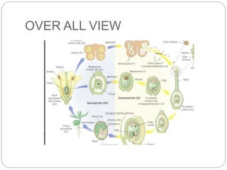 OVER ALL VIEW
 