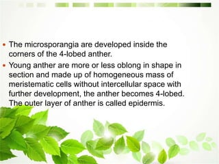  The microsporangia are developed inside the
corners of the 4-lobed anther.
 Young anther are more or less oblong in shape in
section and made up of homogeneous mass of
meristematic cells without intercellular space with
further development, the anther becomes 4-lobed.
The outer layer of anther is called epidermis.
 