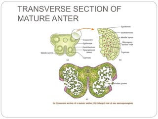 TRANSVERSE SECTION OF
MATURE ANTER
 
